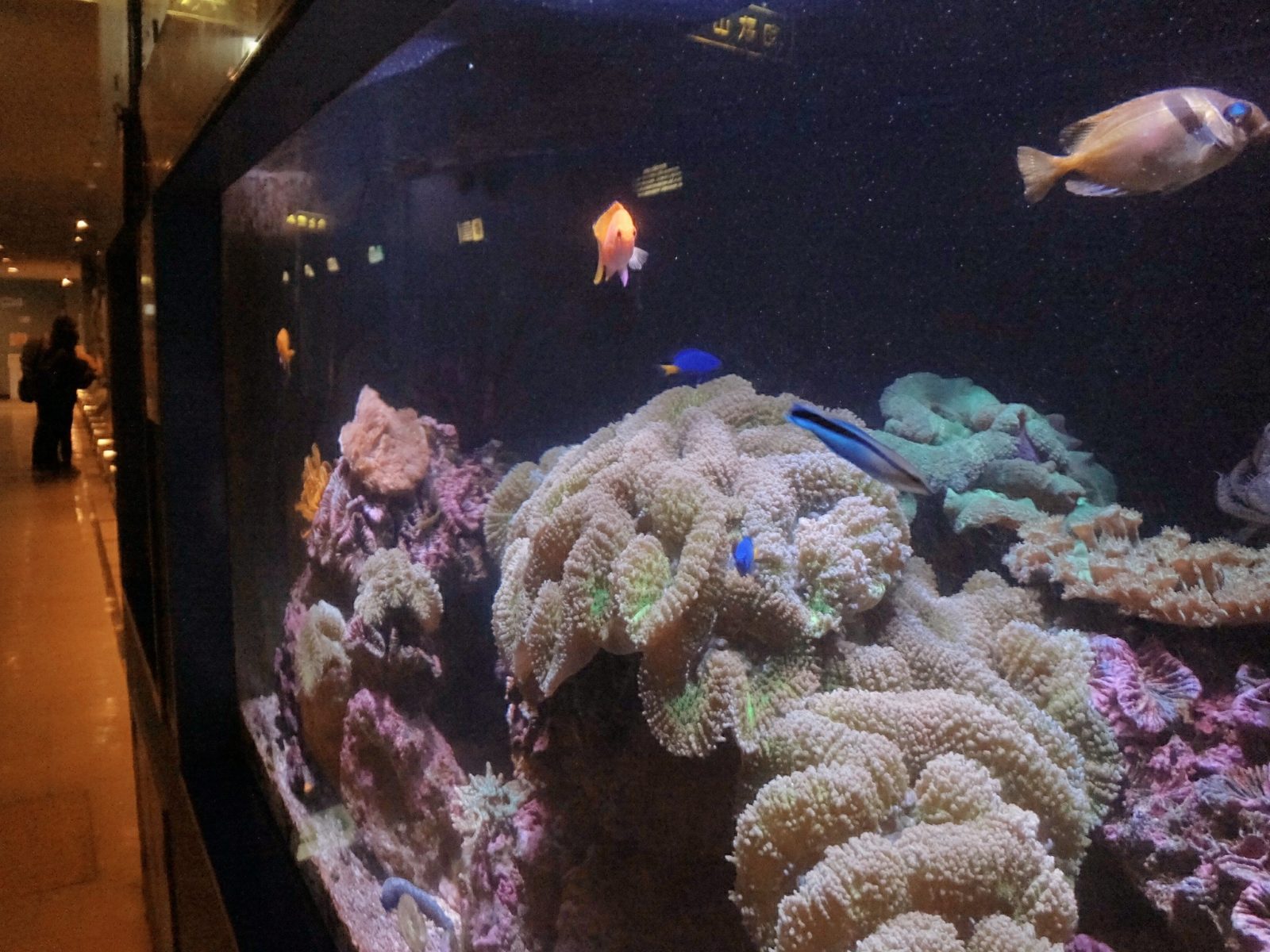 和歌山県立自然博物館サンゴ