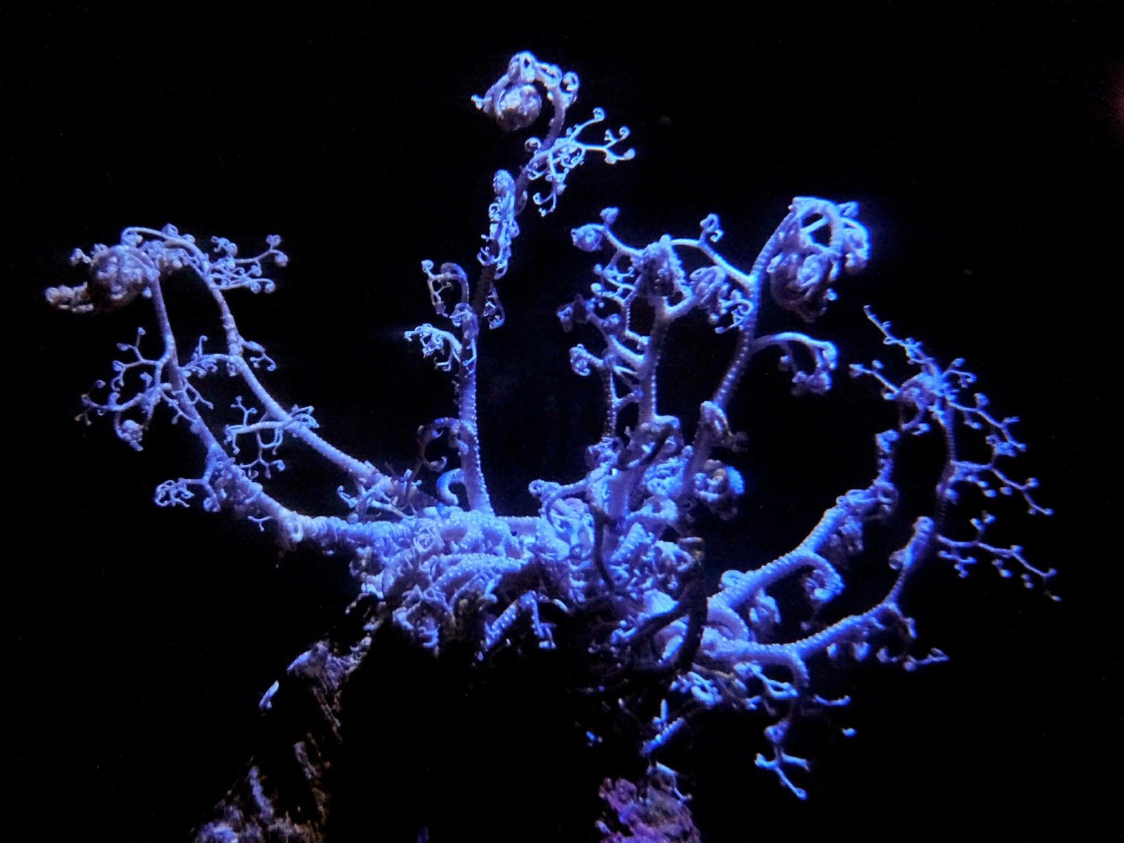 和歌山県立自然博物館テヅルモヅル