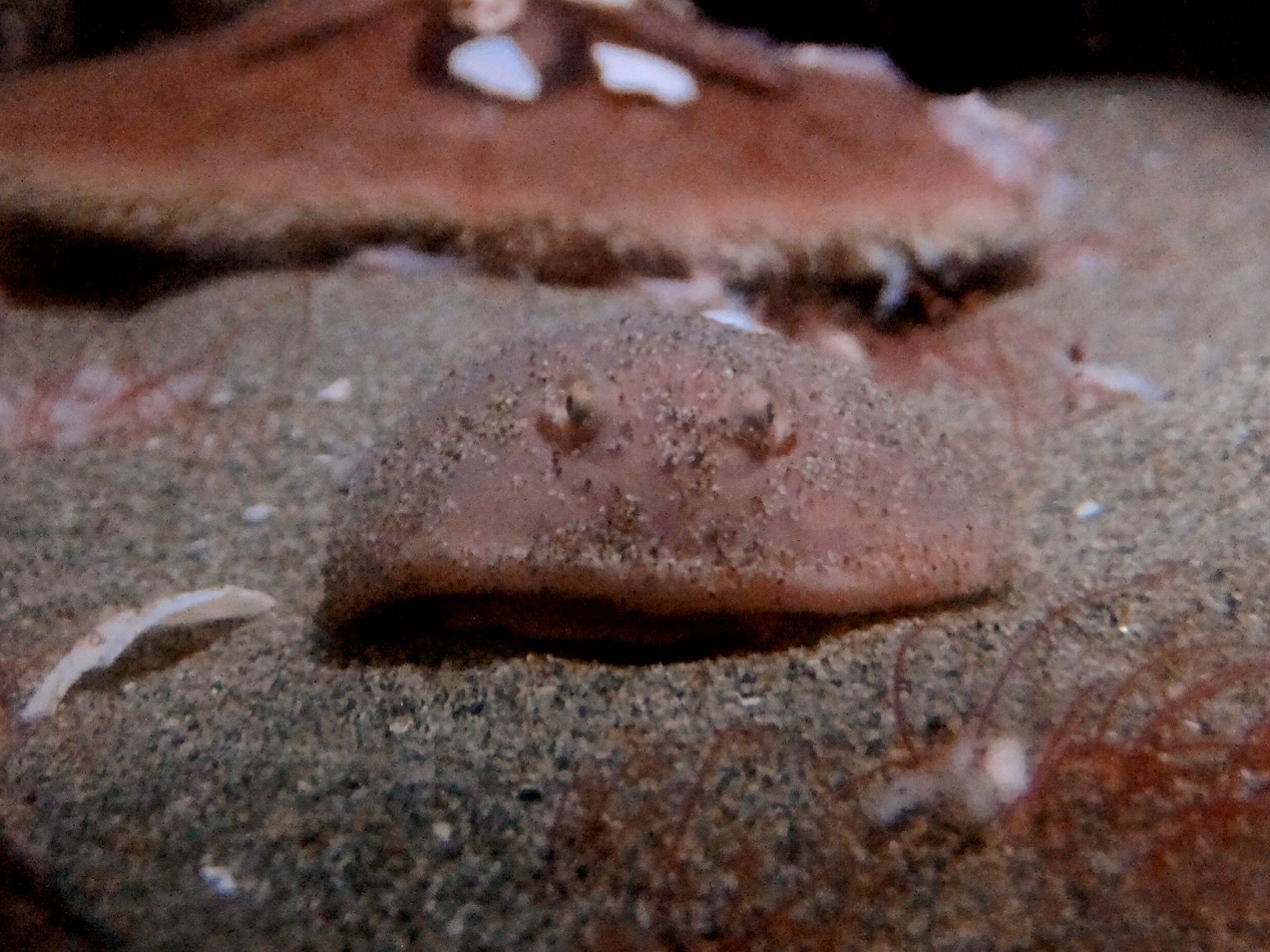 和歌山県立自然博物館シビレエイ