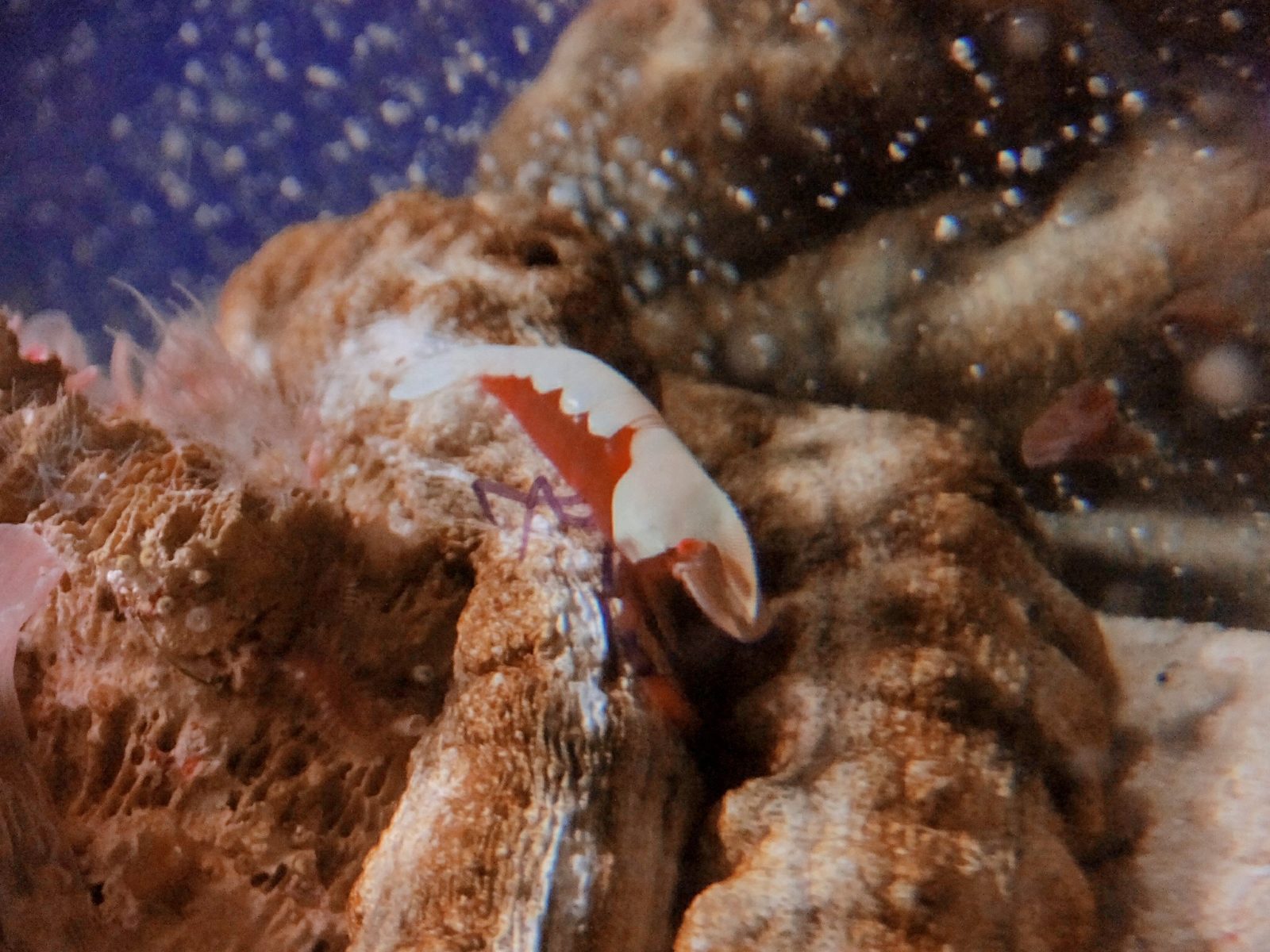 和歌山県立自然博物館ウミウシカクレエビ
