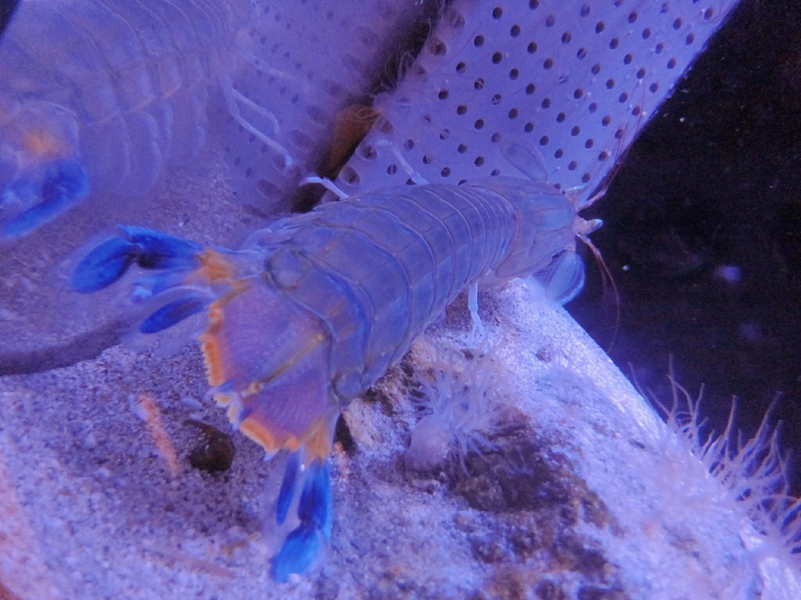 和歌山県立自然博物館ナンキシャコ