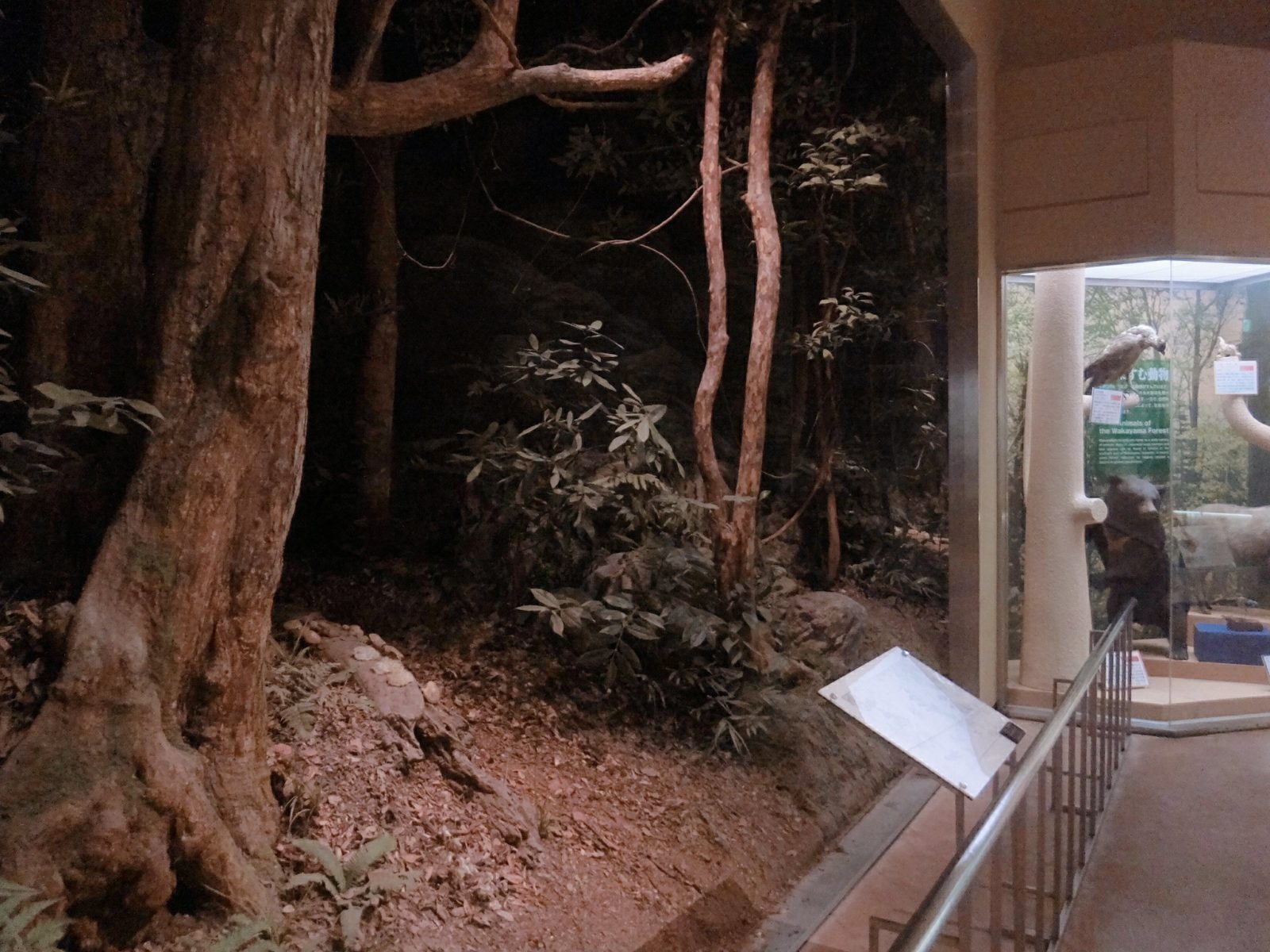 和歌山県立自然博物館ジオラマ