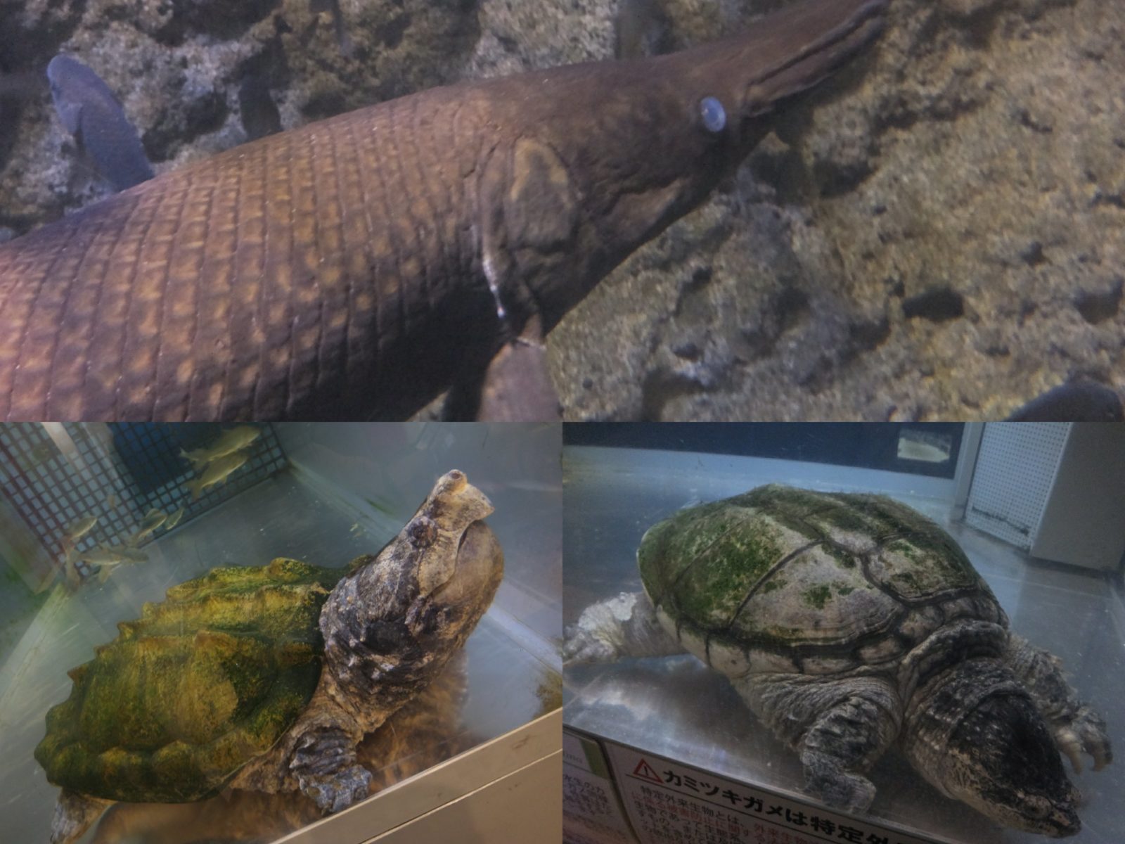 和歌山県立自然博物館外来種