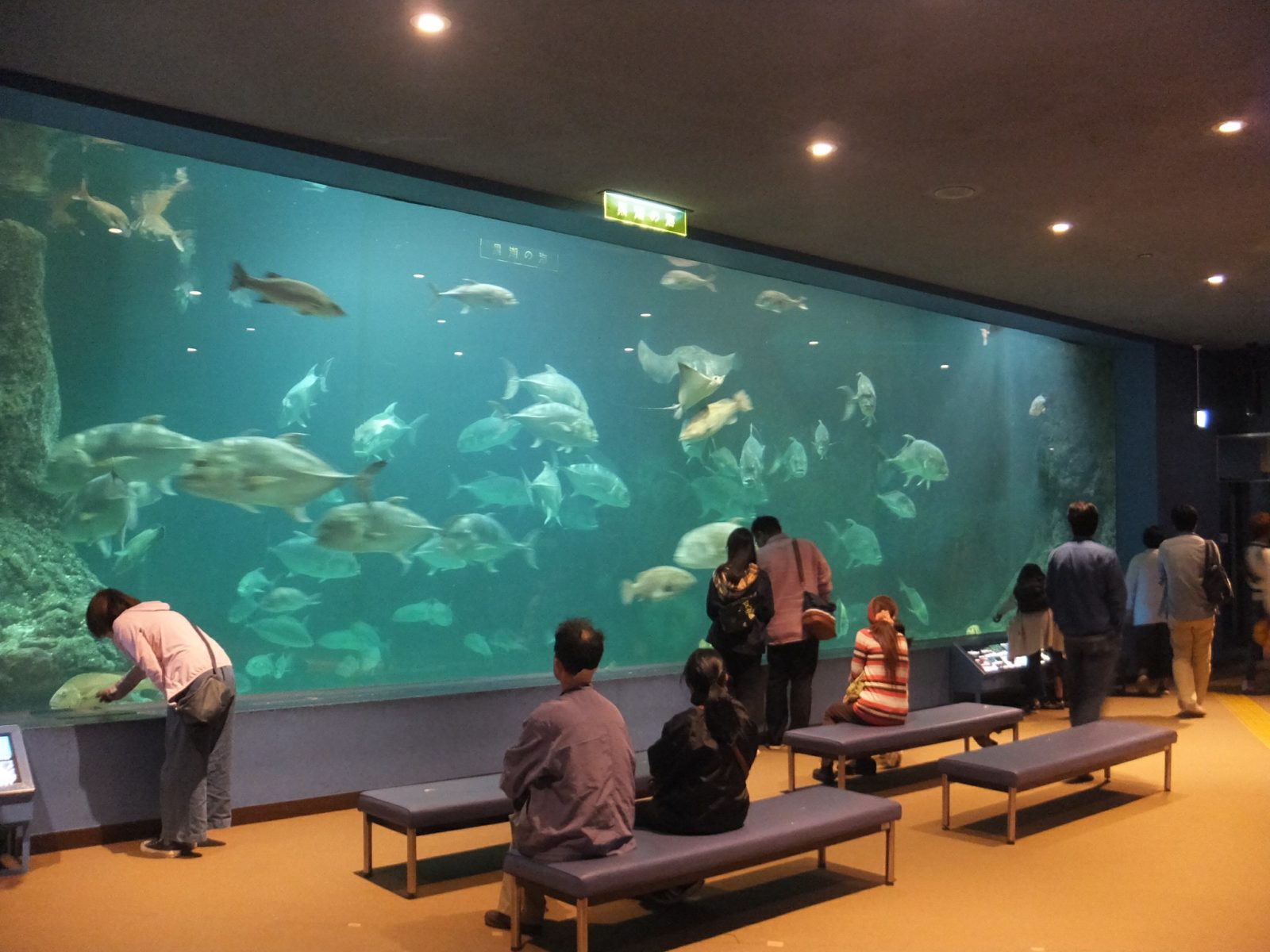 和歌山県立自然博物館大水槽