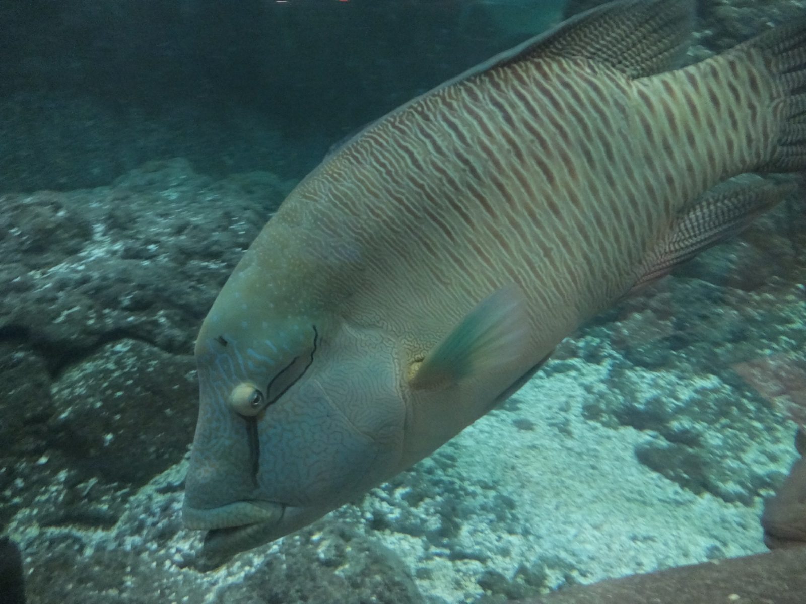 和歌山県立自然博物館メガネモチノウオ