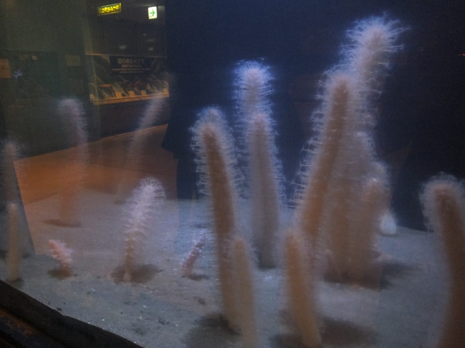 和歌山県立自然博物館ウミサボテン