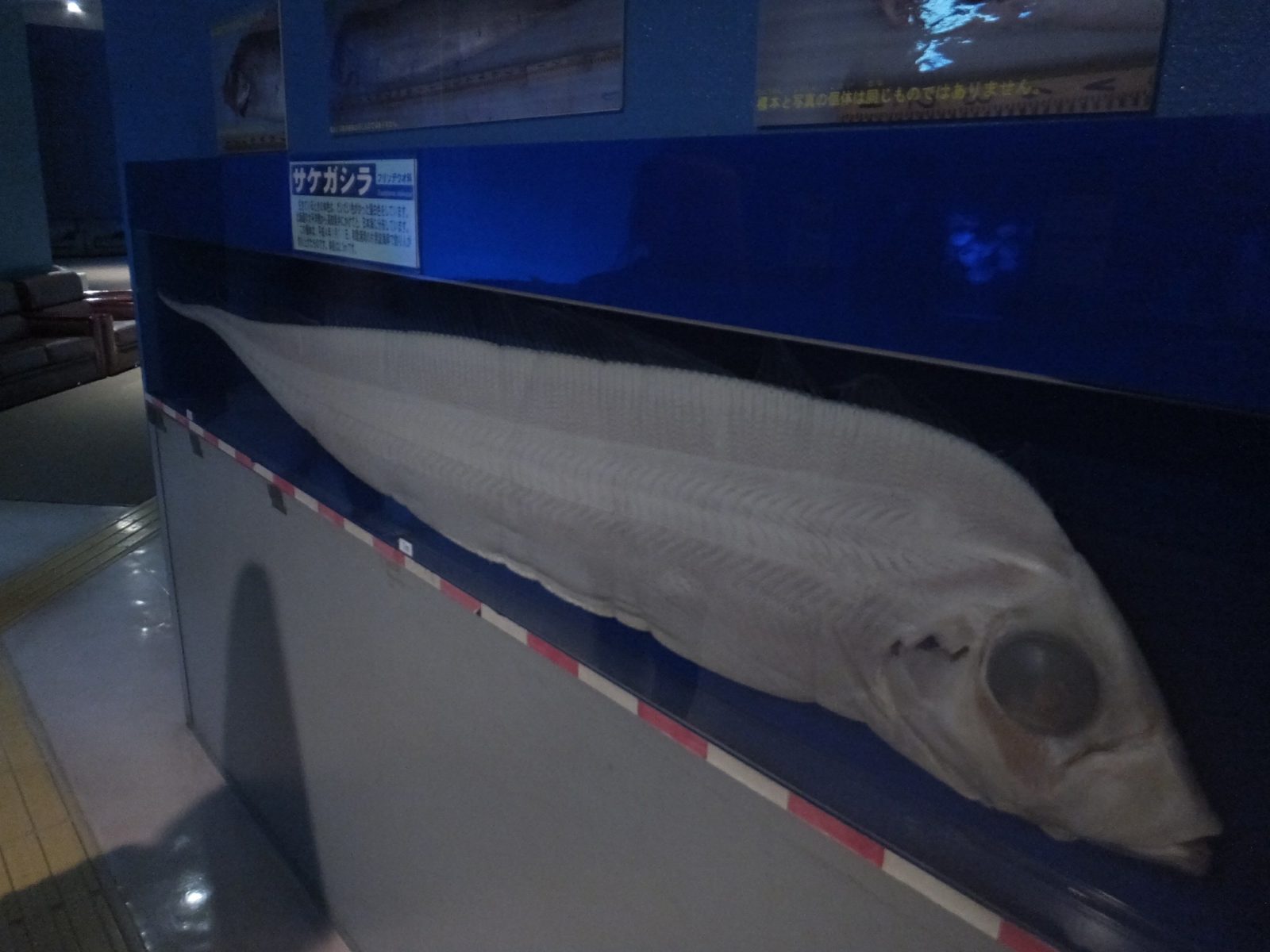 和歌山県立自然博物館サケガシラ