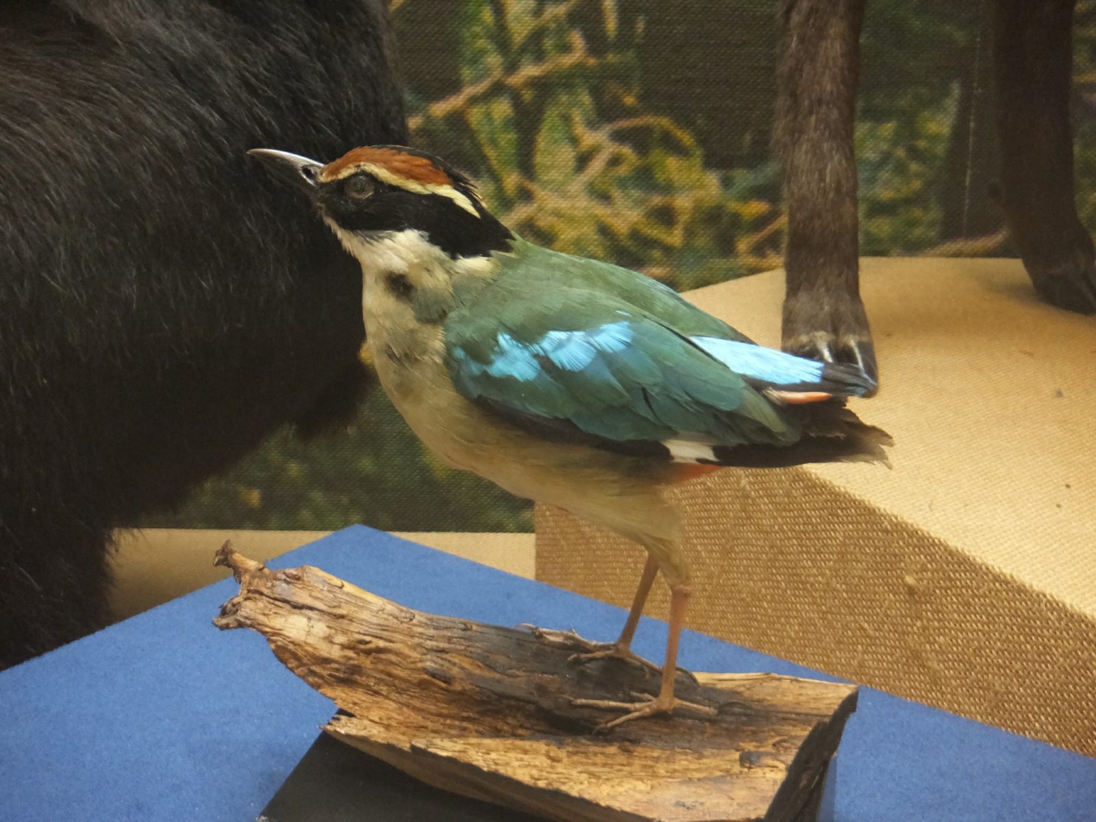 和歌山県立自然博物館ヤイロチョウ