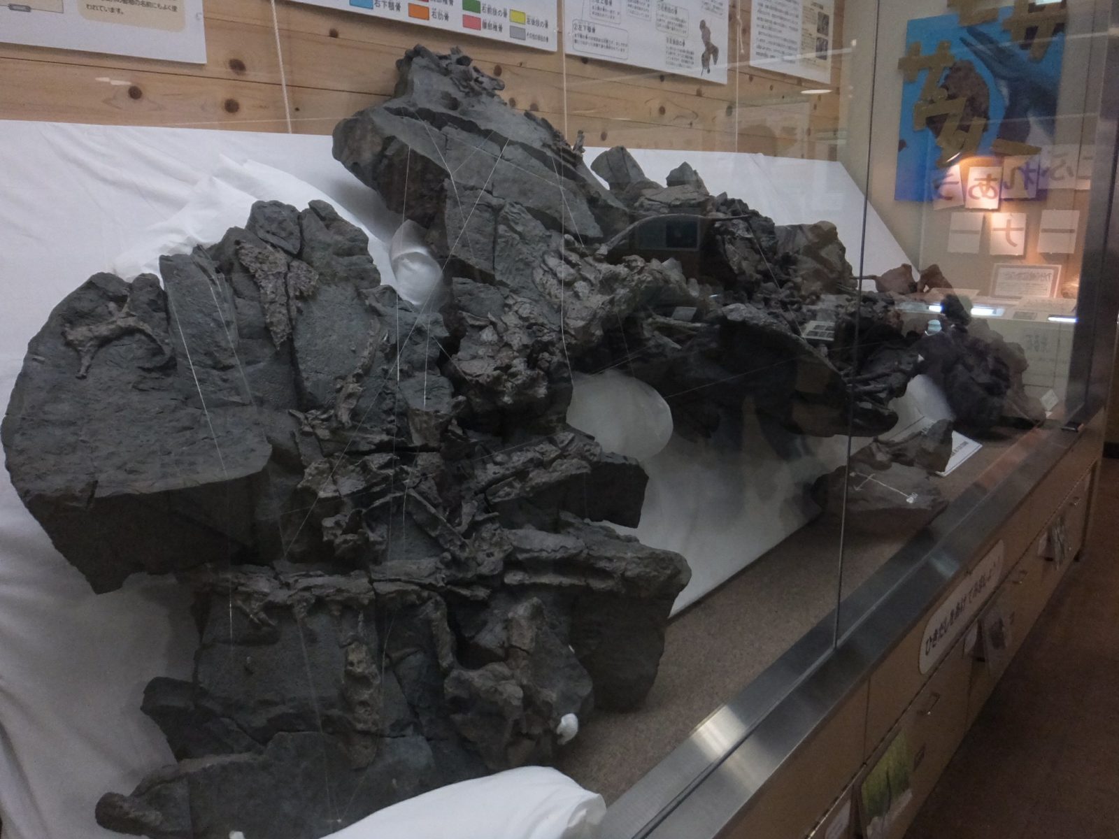 和歌山県立自然博物館モササウルス