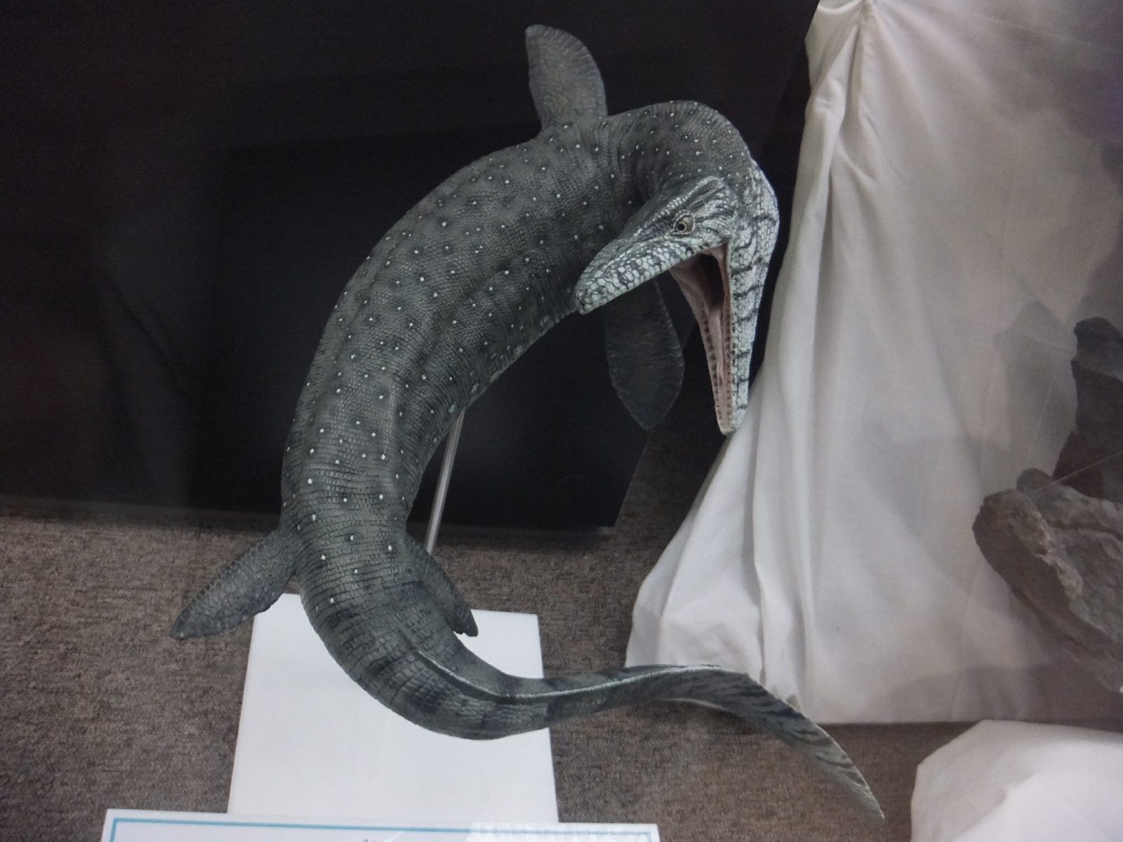 和歌山県立自然博物館モササウルス