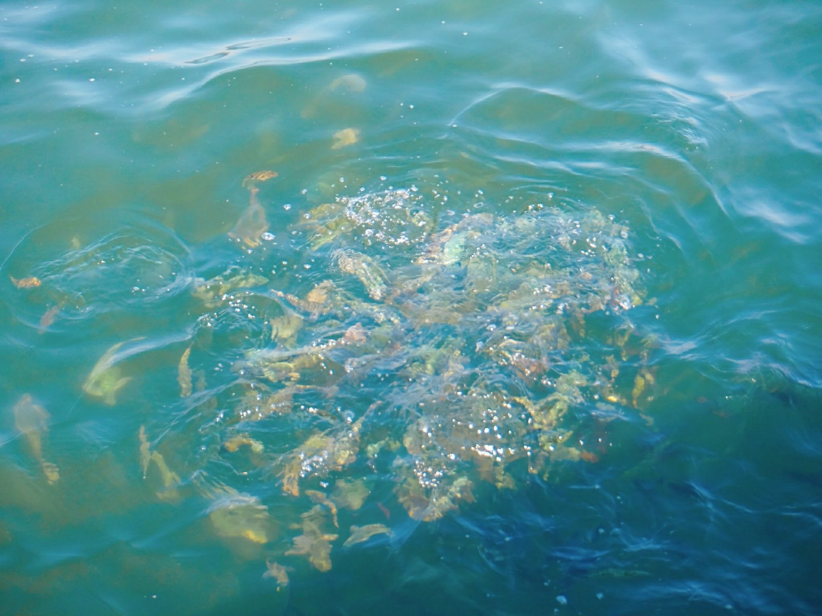 にじいろさかな号5