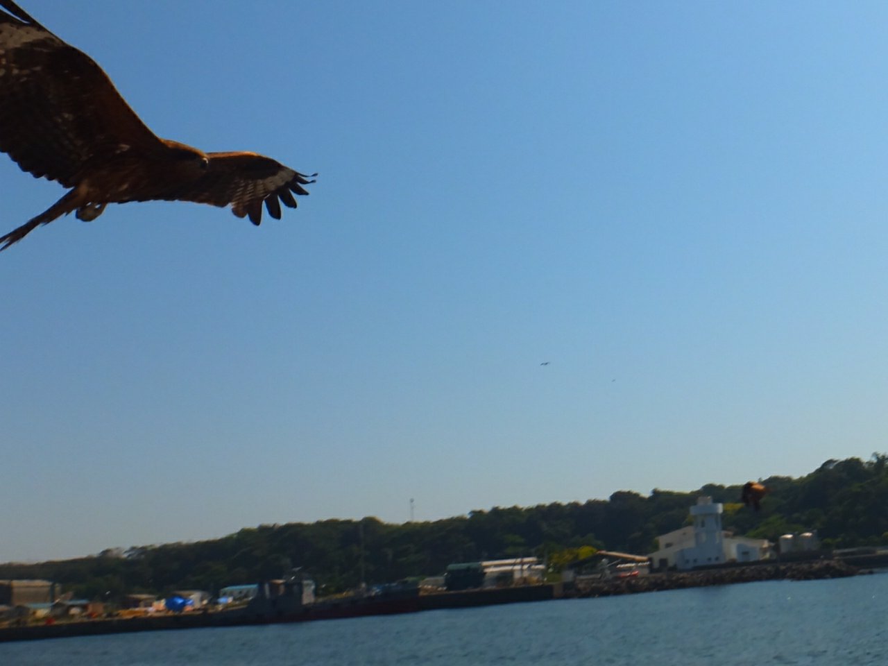 にじいろさかな号7