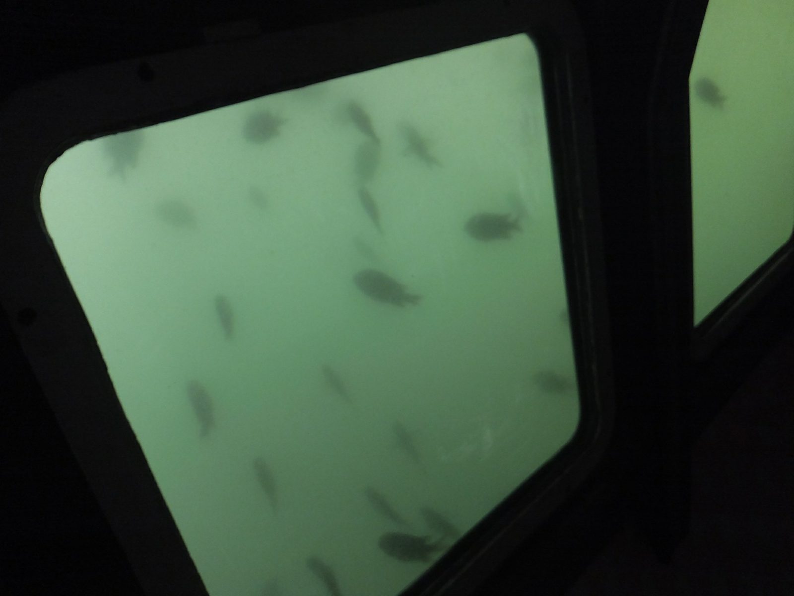 にじいろさかな号4