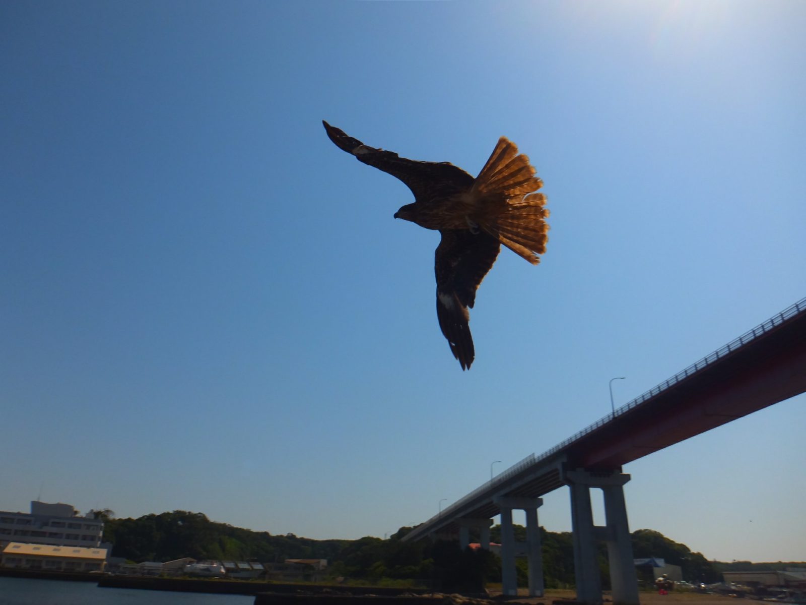 にじいろさかな号7