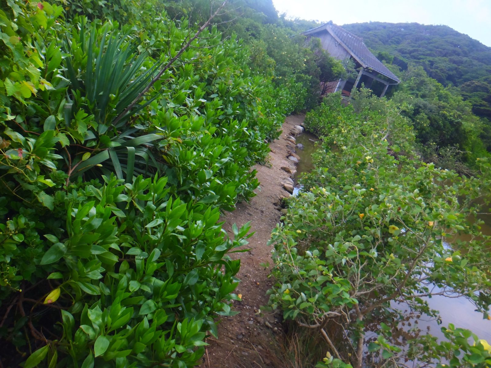 ハマジンチョウ