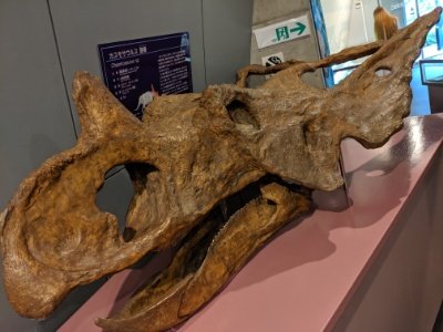 カスモサウルス