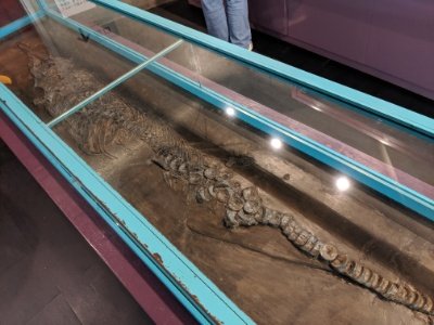 キムボスポンディルス