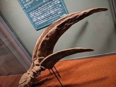 テリジノサウルス