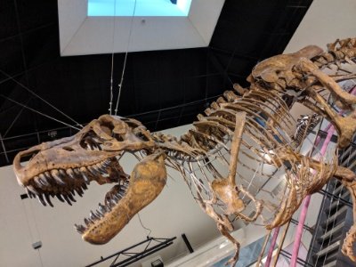 タルボサウルス