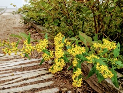 アキノキリンソウ