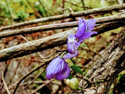 ヤマトリカブト