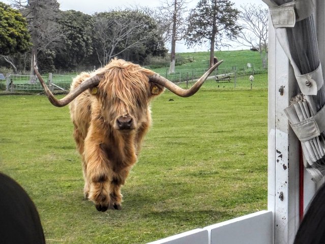 マザー牧場のマザーファームツアーで会えるレア牛・スコティッシュハイランドキャトル