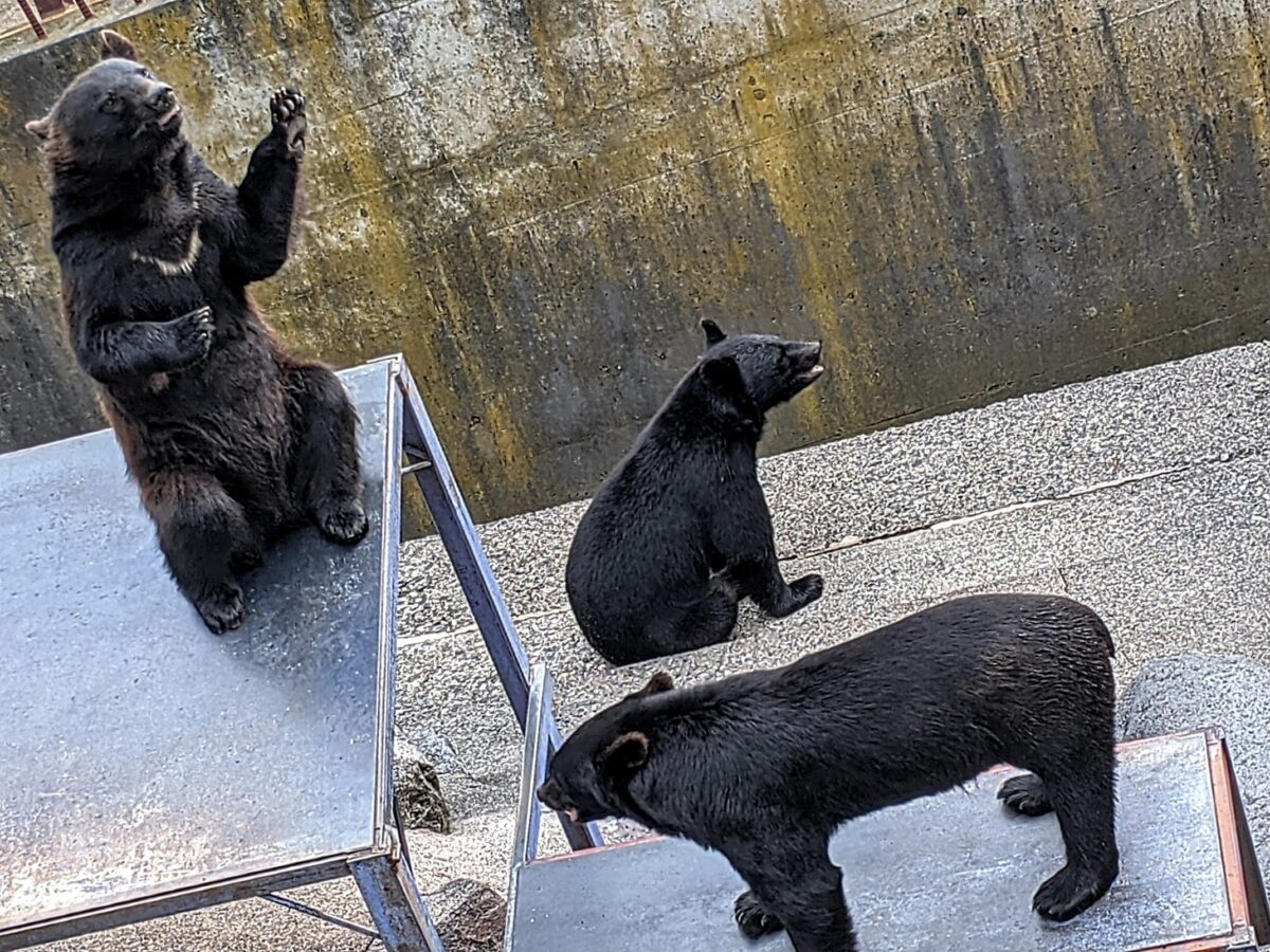 きままな熊 楽しすぎるツキノワグマのアピール『奥飛騨クマ牧場』（高山市） | シ