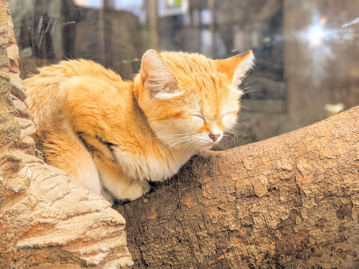 スナネコやライチョウなどレア動物たっぷり『那須どうぶつ王国』（那須