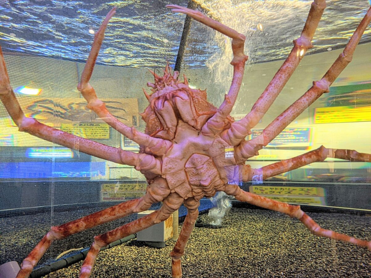ユニークなカニや超高額カニが集まる水族館『とっとり賀露かにっ