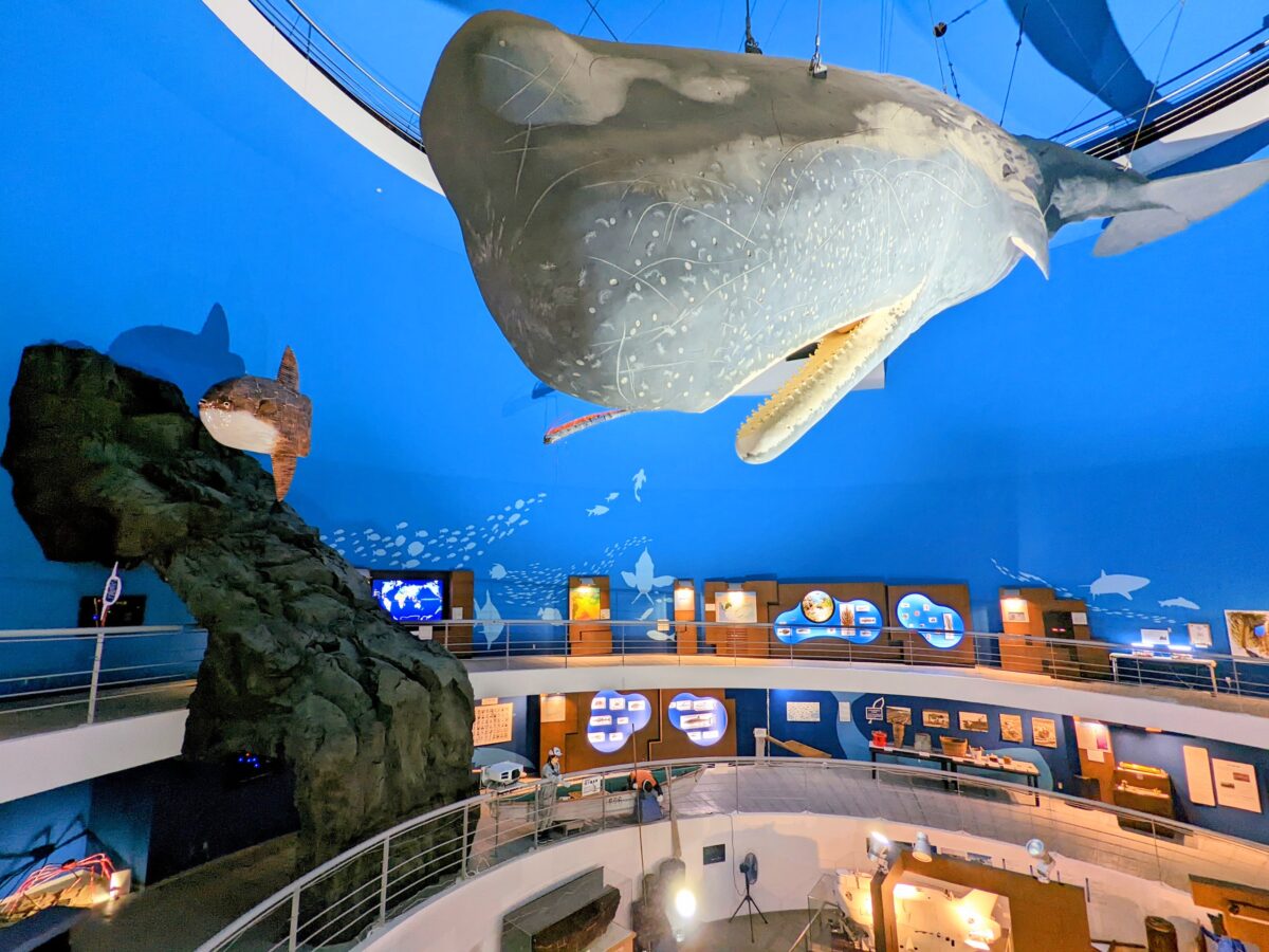 大迫力のマッコウクジラに会いに行こう！『鯨と海の科学館』（山田町