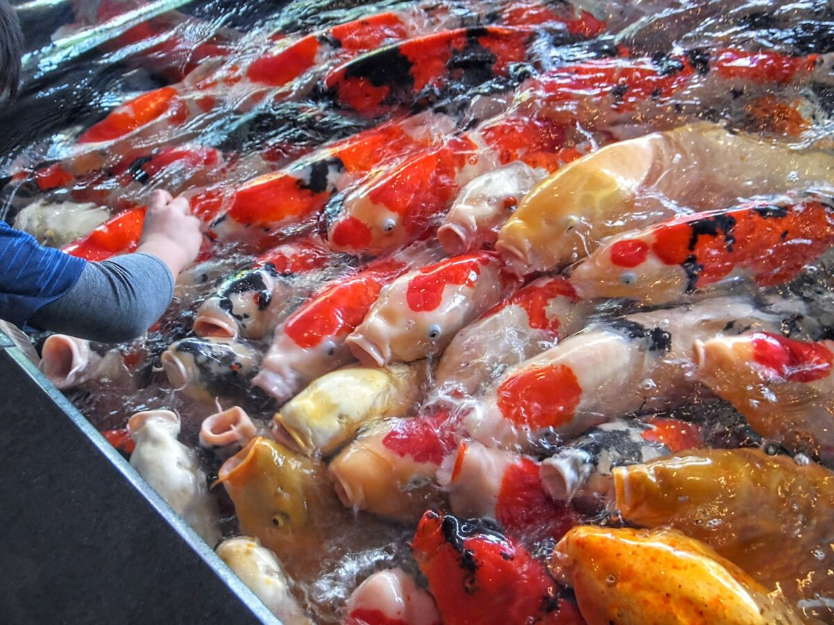 MajiでKoiだらけなパラダイス『錦鯉の里』（小千谷市） | シマグニノ