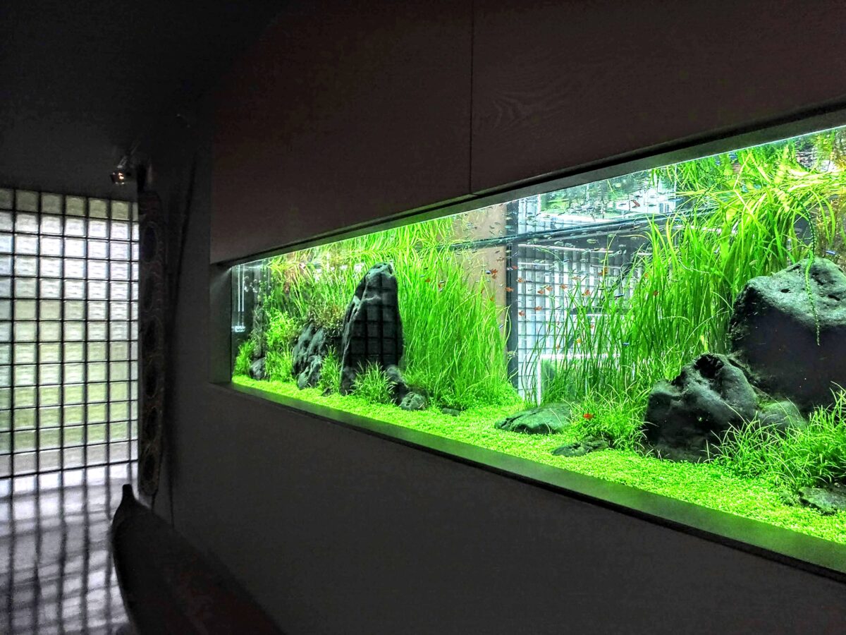 森の中の水中美術館『ADAネイチャーアクアリウムギャラリー』（新潟市