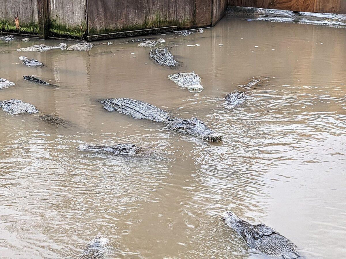 別府地獄めぐり④ ワニONLYな動物園『鬼山地獄』（別府市） | シマグニ