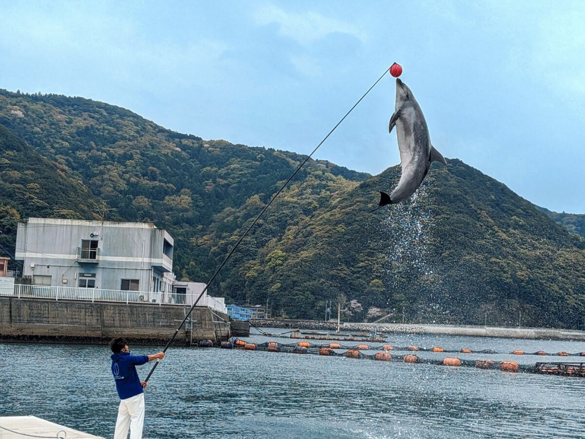 いるか フレンドリーなイルカが可愛すぎる！！『つくみイルカ島』（津久見市