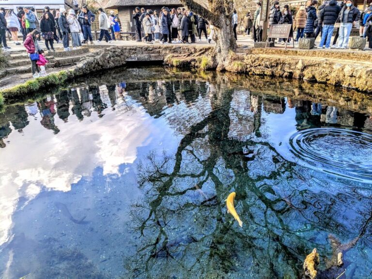 忍野八海 Part 1 クリアな湧水群に残る様々な伝説（忍野村） - シマグニノシマタビ